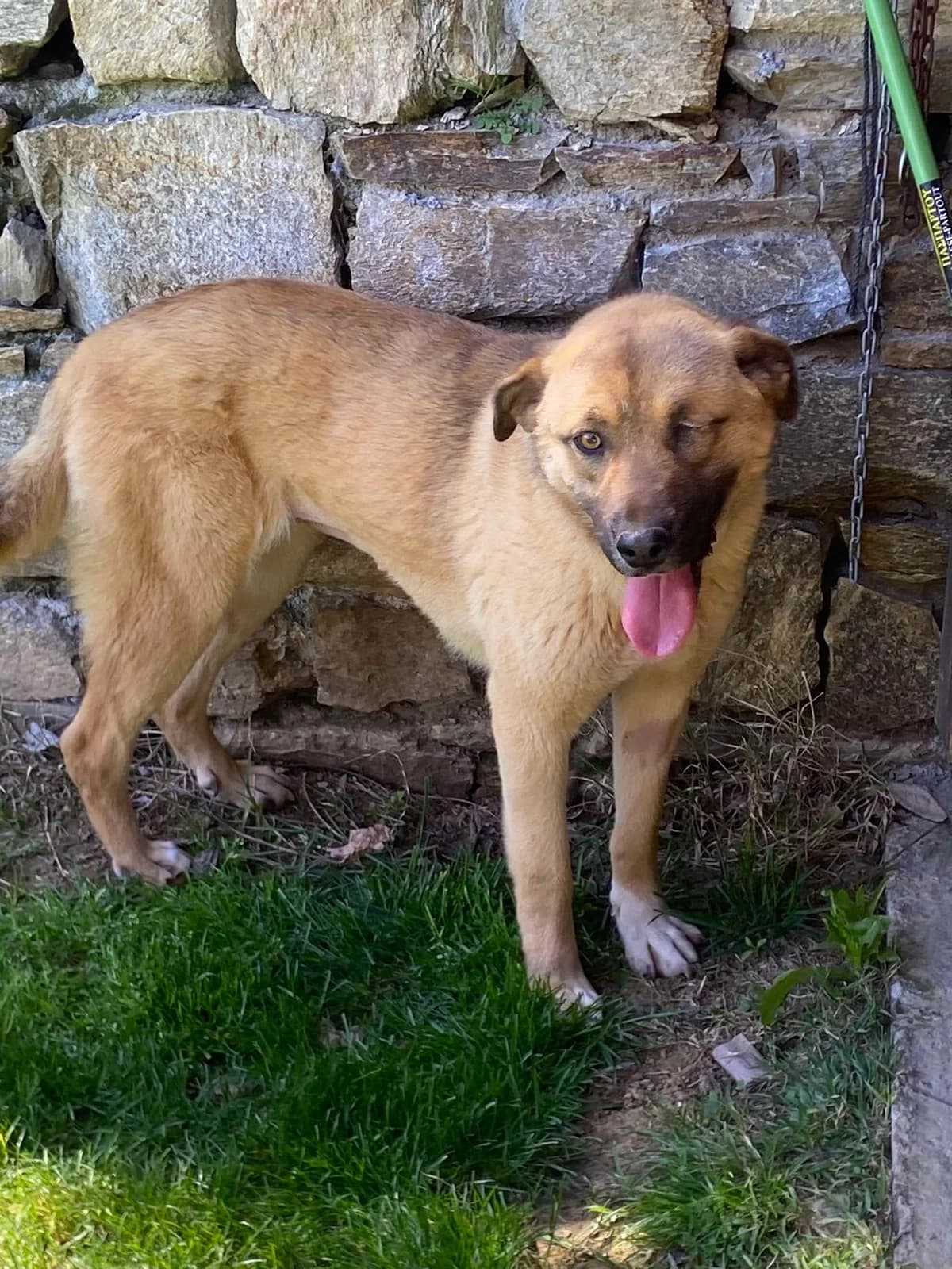 Betty, female young Mixed Breed for adoption at Blind Dog Rescue UK