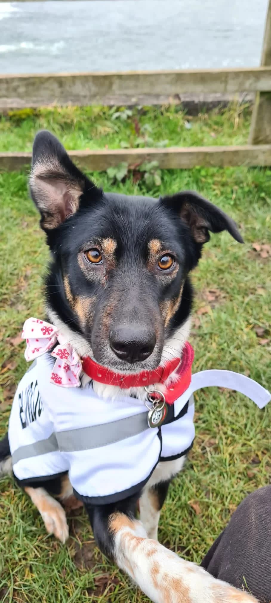 Mary, female 6yo Mixed Breed for adoption at Blind Dog Rescue UK