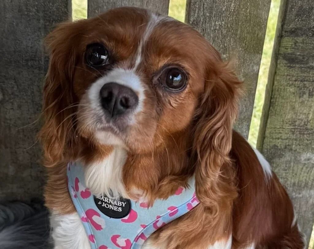 Sandy, female 5yo Cavalier King Charles Spaniel for adoption at Bliss Cavalier Rescue