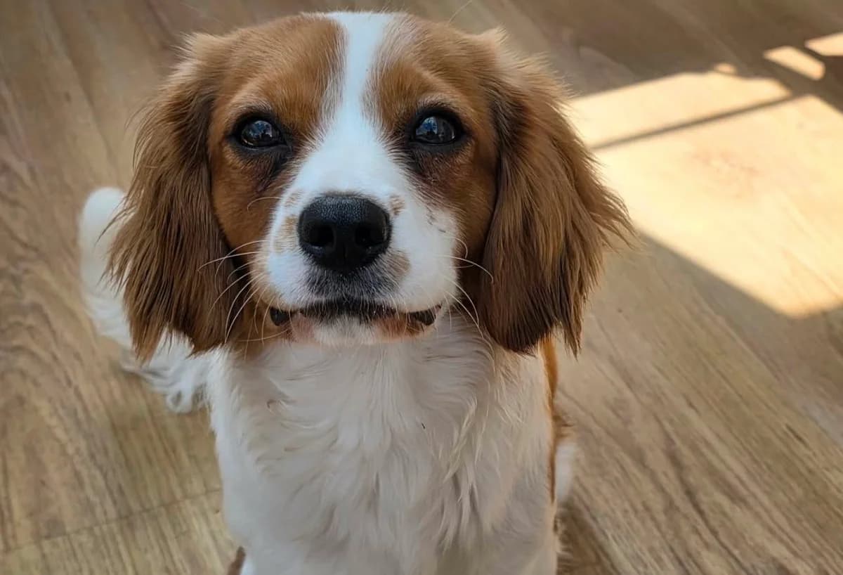 Teddy, male puppy Cavalier King Charles Spaniel for adoption at Bliss Cavalier Rescue