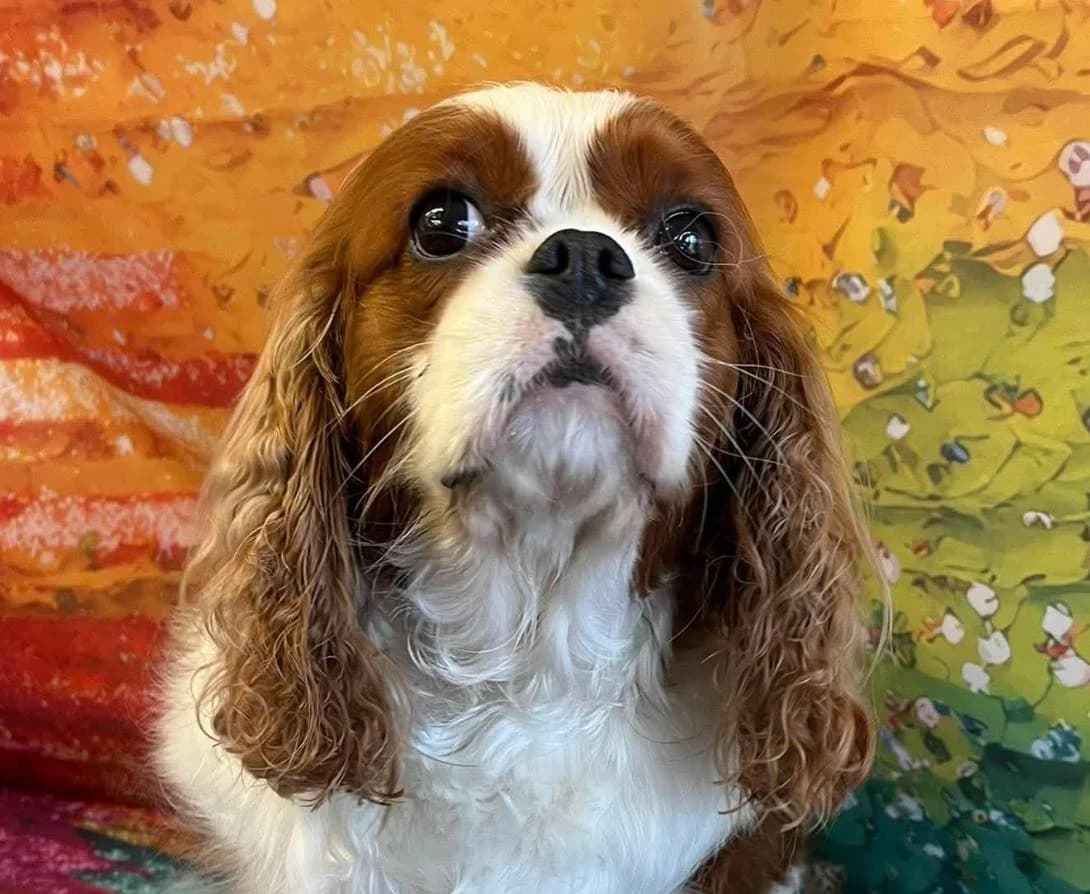 Clover, female 4yo Cavalier King Charles Spaniel for adoption at Bliss Cavalier Rescue