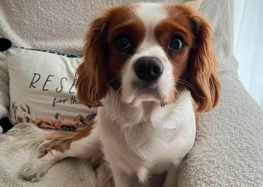 Dylan, male senior Cavalier King Charles Spaniel for adoption at Bliss Cavalier Rescue