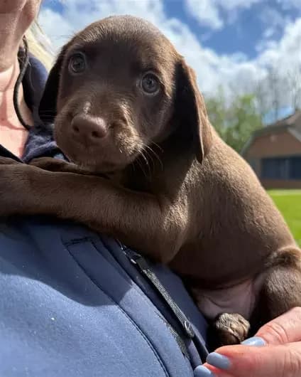 Derek And Friends, male mixed breed for adoption at Blue Cross, London