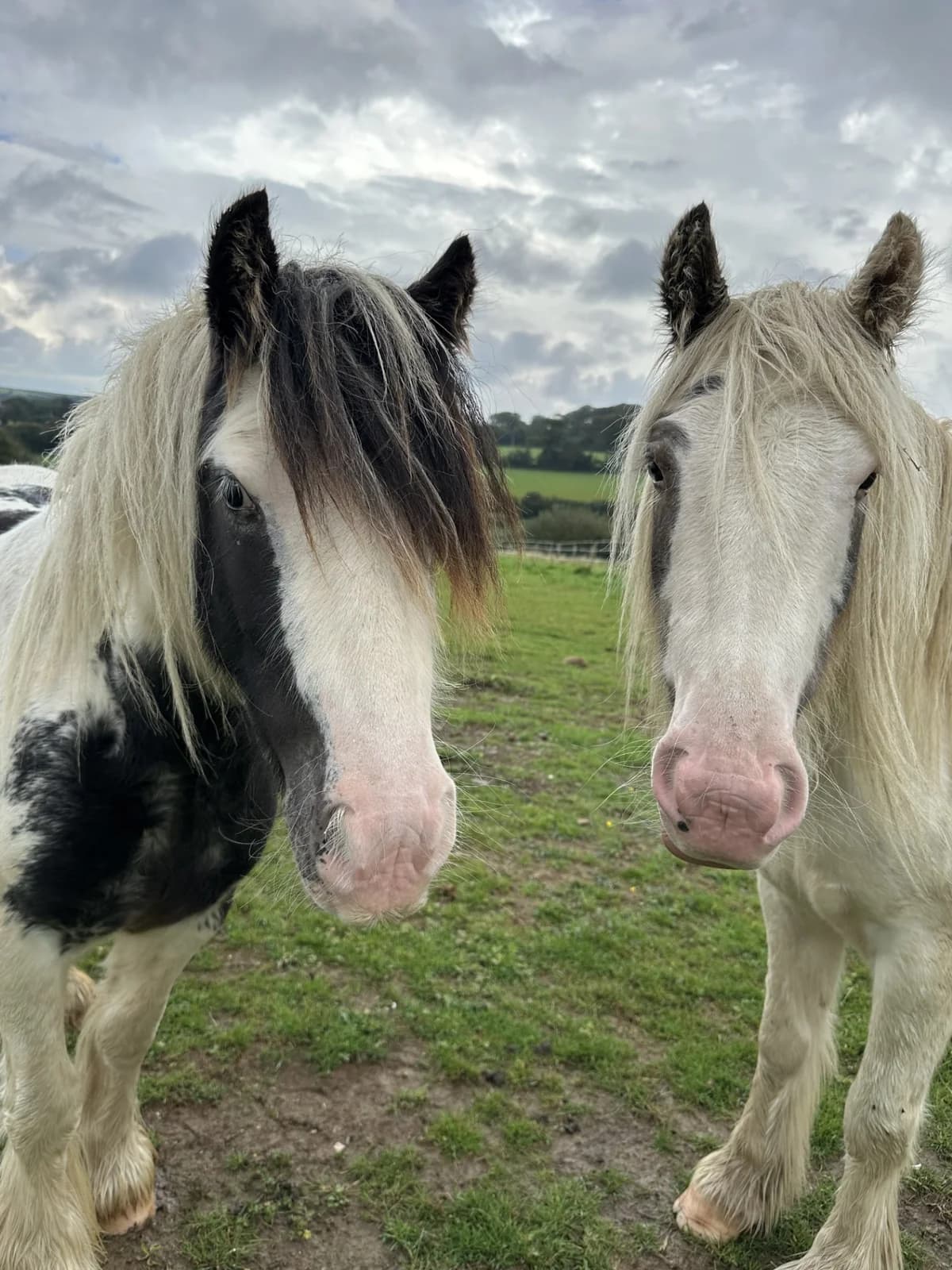 Pony, Mixed Breed for adoption at Bodmin Moorland Pony Rehabilitation