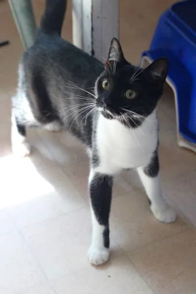 Bertrand & Gervais, male Mixed Breed for adoption at The Boote Home For Cats