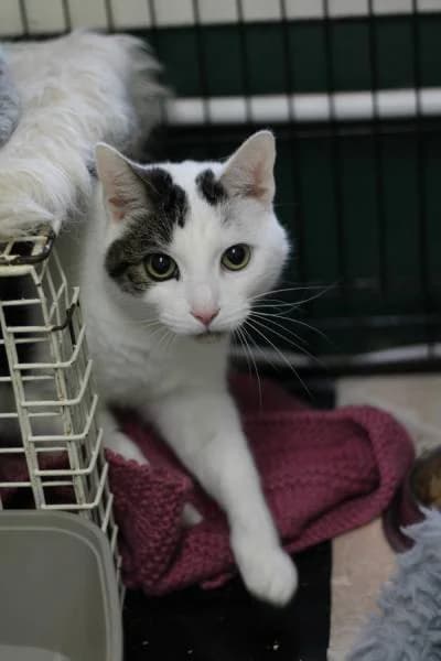 Cooper, male Mixed Breed for adoption at The Boote Home For Cats