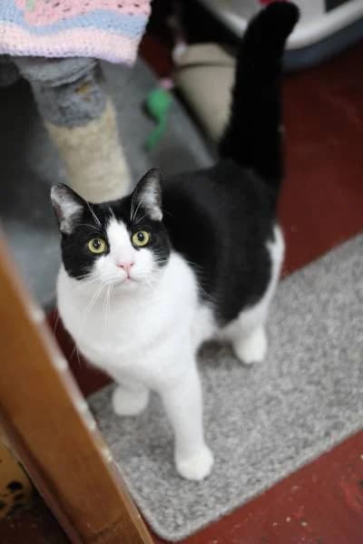 Gilmore, male Mixed Breed for adoption at The Boote Home For Cats