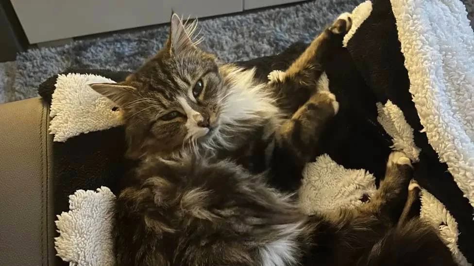Honey Crisp, female Mixed Breed for adoption at The Boote Home For Cats