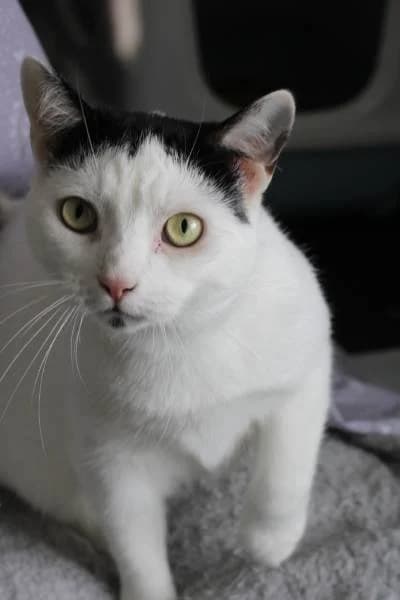 Lisa Rose, female Mixed Breed for adoption at The Boote Home For Cats