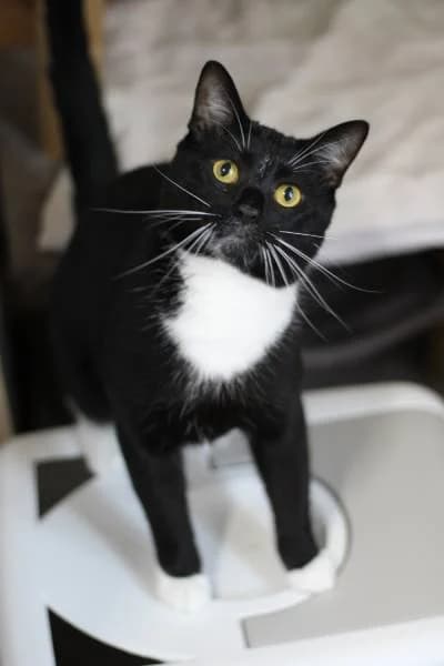 Morris & Milo, male Mixed Breed for adoption at The Boote Home For Cats