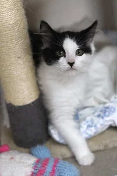 Perseus & Apollo, male puppy Mixed Breed for adoption at The Boote Home For Cats