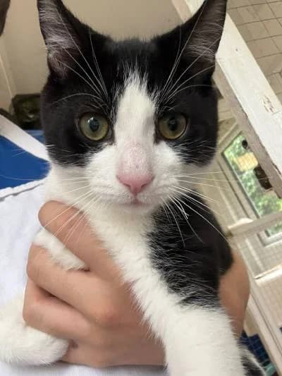 Popeye & Sailor, male puppy Mixed Breed for adoption at The Boote Home For Cats