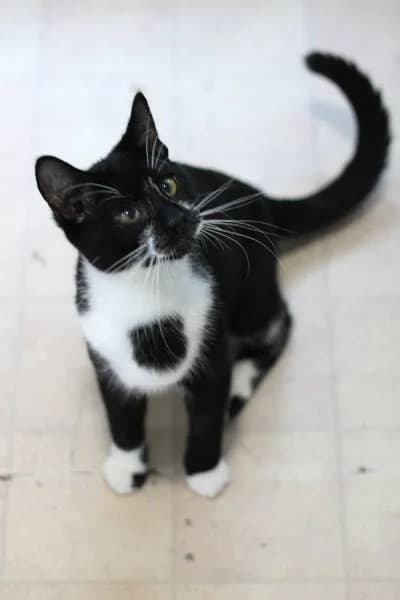 Popeye & Sailor, male puppy Mixed Breed for adoption at The Boote Home For Cats