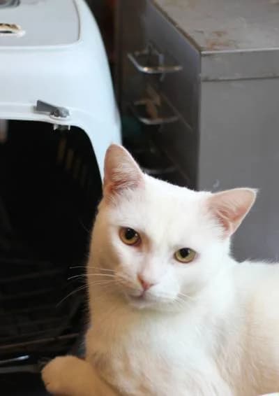 Roland & Mickey, male Mixed Breed for adoption at The Boote Home For Cats