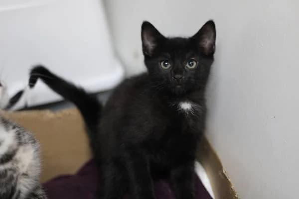 Rory & Lachlan, male puppy Mixed Breed for adoption at The Boote Home For Cats