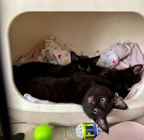 Ottowa & Vancouver, male puppy Mixed Breed for adoption at The Boote Home For Cats