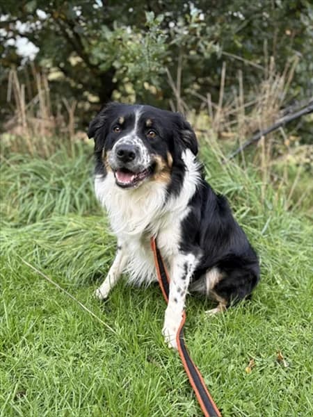 Bernard, male 3yo Border Collie for adoption at Border Collie Trust GB