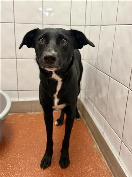 Bibi, female young Border Collie for adoption at Border Collie Trust GB