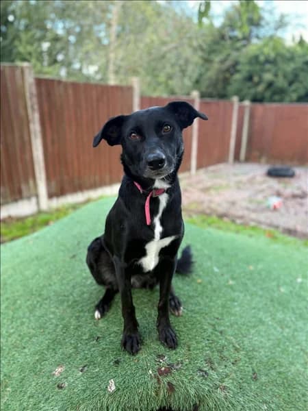 Bibi, female young Border Collie for adoption at Border Collie Trust GB