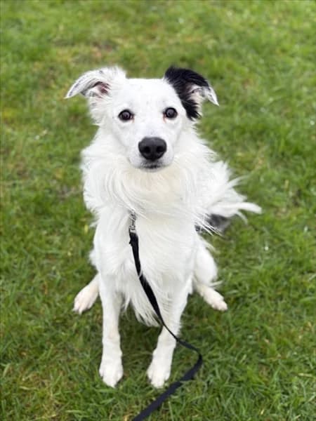 Bua (Boo), male 5yo Border Collie for adoption at Border Collie Trust GB
