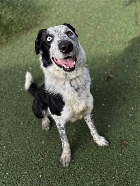 Merry, female Border Collie for adoption at Border Collie Trust GB