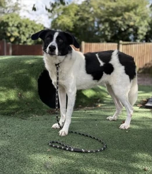 Jesse, male young Border Collie for adoption at Border Collie Trust GB
