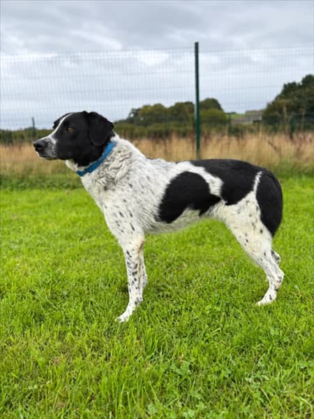 Joey, male young Border Collie for adoption at Border Collie Trust GB