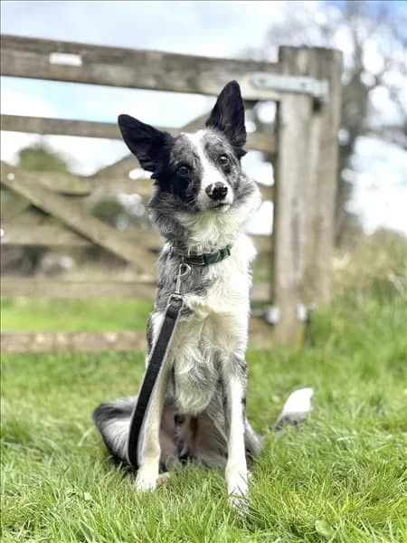 Olive, female young Border Collie for adoption at Border Collie Trust GB