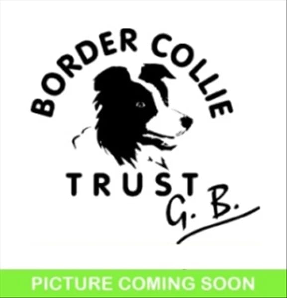 Kenzie, female senior Border Collie for adoption at Border Collie Trust GB