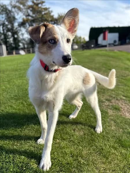 Lucy, female puppy Border Collie for adoption at Border Collie Trust GB
