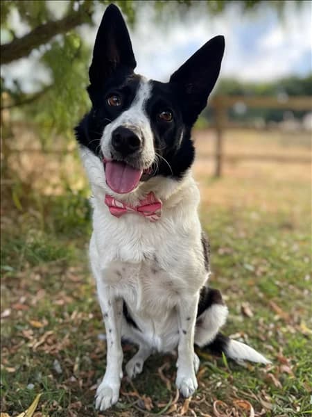 Maisie, female 4yo Border Collie for adoption at Border Collie Trust GB
