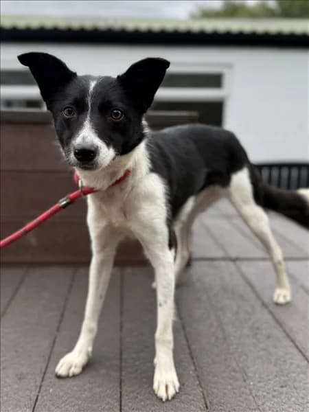 Paisley, female young Border Collie for adoption at Border Collie Trust GB