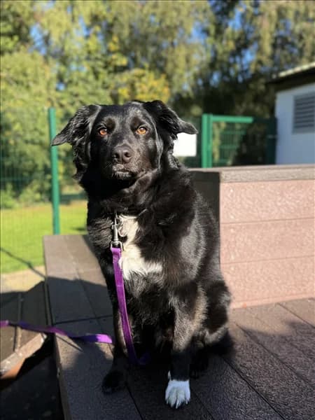 Roxy, female 5yo Border Collie for adoption at Border Collie Trust GB