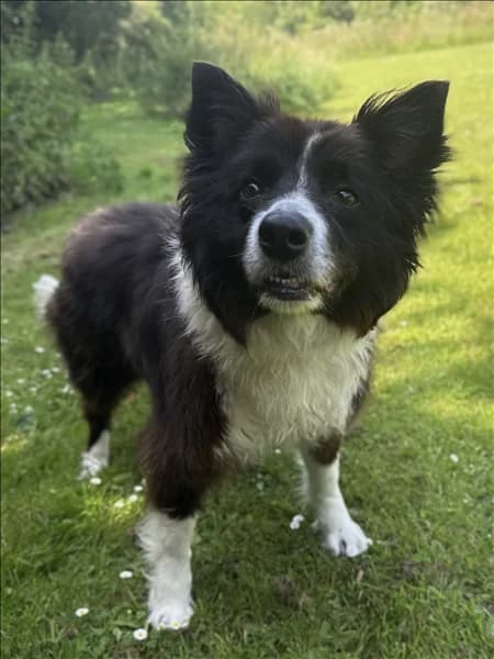 Bayley, male 5yo Border Collie for adoption at Border Collie Trust GB
