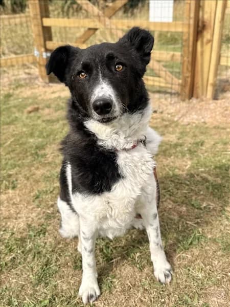 Trudy, female 5yo Border Collie for adoption at Border Collie Trust GB