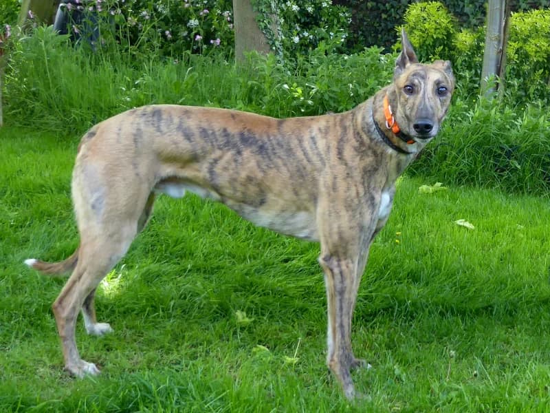 Alfie, 3yo Greyhound for adoption at Brambleberry Greyhounds