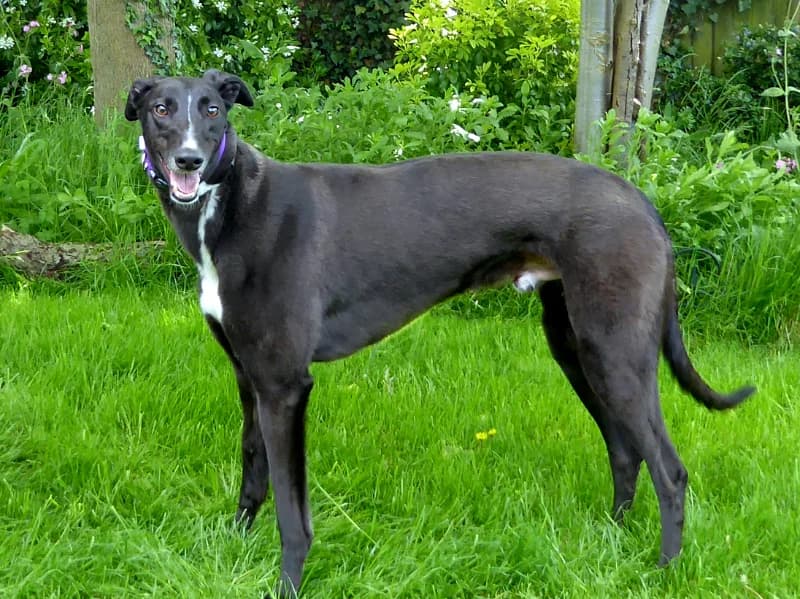 Dusty, Greyhound for adoption at Brambleberry Greyhounds