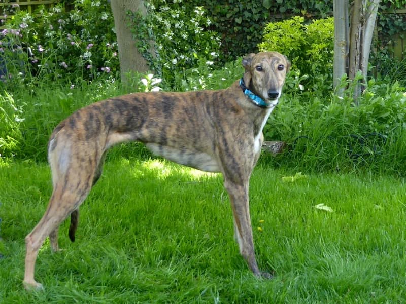 Lily, 3yo Greyhound for adoption at Brambleberry Greyhounds