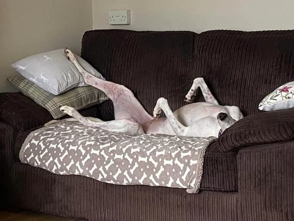 Tilley, Greyhound for adoption at Brambleberry Greyhounds