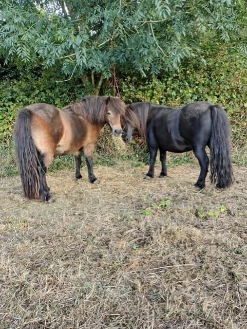 Bilbo baggins and Baileys, male senior Mixed Breed for adoption at Bransby Horses Rescue & Welfare, Lincoln
