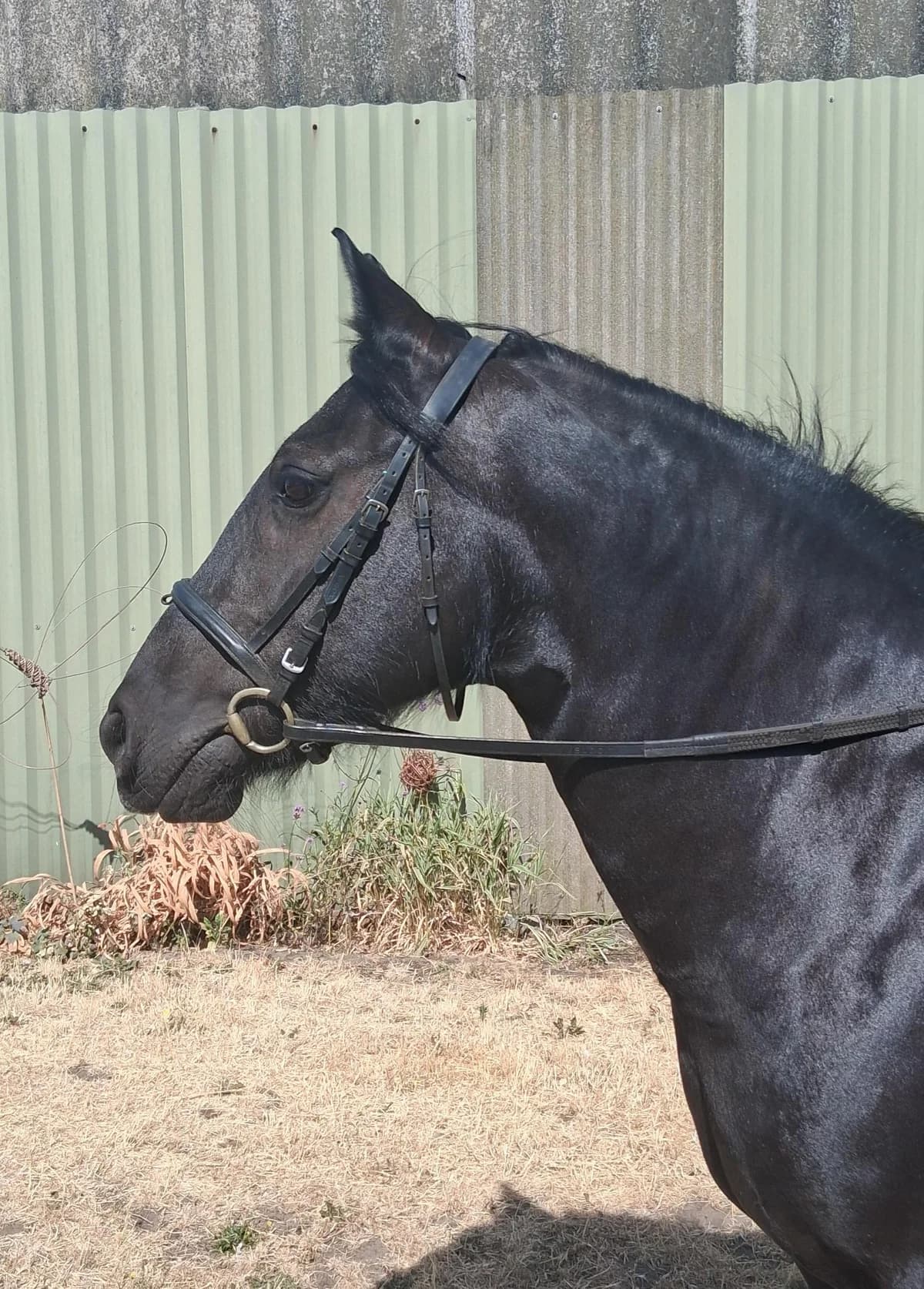 Charm, female senior Mixed Breed for adoption at Bransby Horses Rescue & Welfare, Lincoln