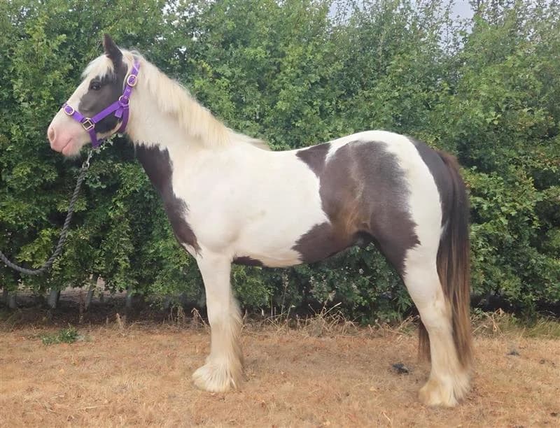 Cupid, male young Mixed Breed for adoption at Bransby Horses Rescue & Welfare, Lincoln