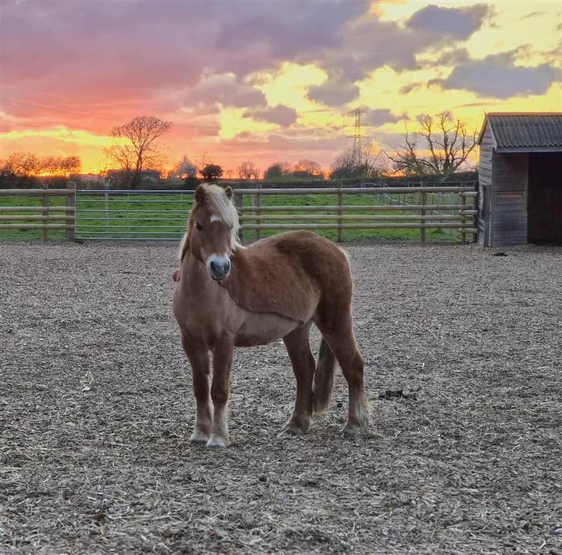 Ember, female senior Mixed Breed for adoption at Bransby Horses Rescue & Welfare, Lincoln