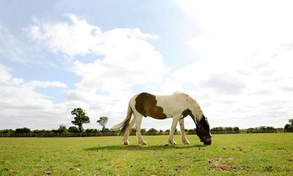 Ruabon, male senior Mixed Breed for adoption at Bransby Horses Rescue & Welfare, Lincoln