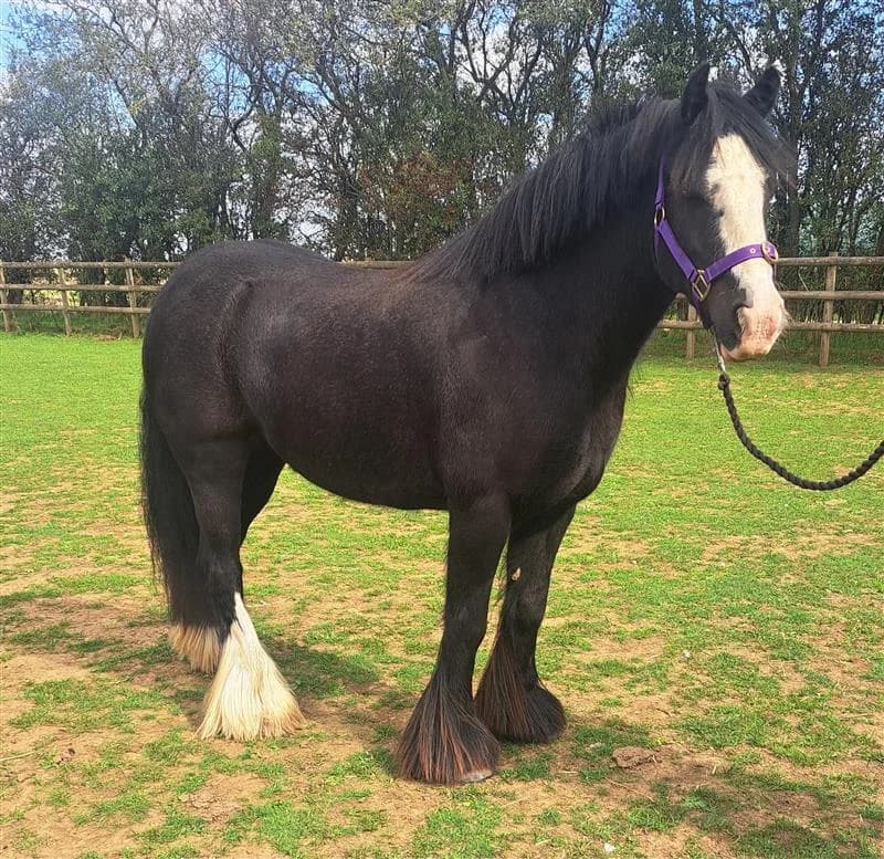 Rue, female senior Mixed Breed for adoption at Bransby Horses Rescue & Welfare, Lincoln