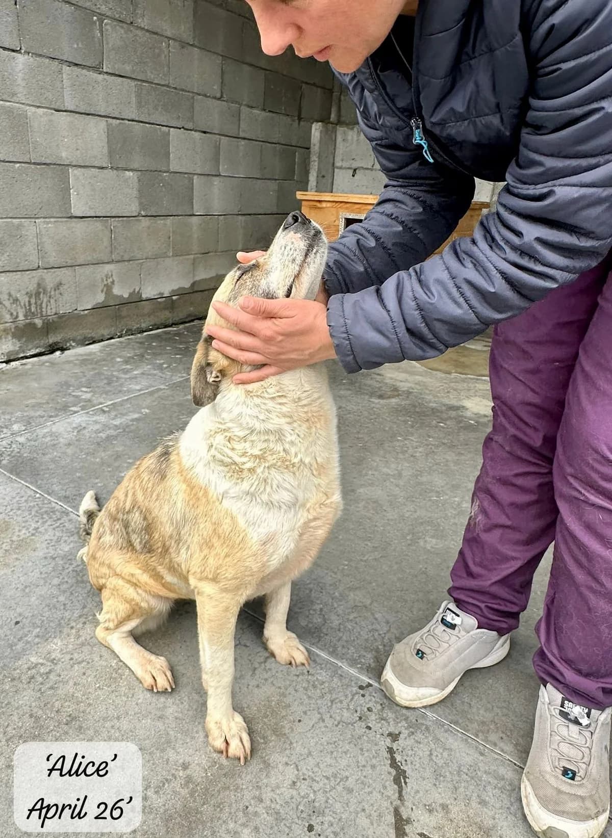 Alice, female 6yo Mixed Breed for adoption at Break the Chains for Dogs BG/UK