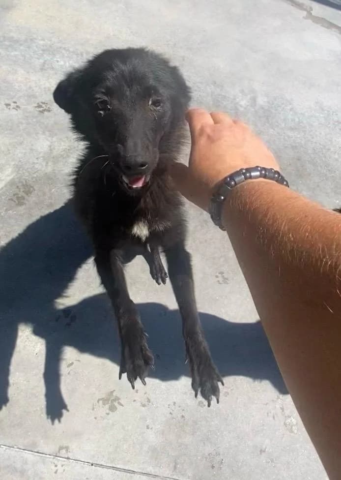 Arwen, female Mixed Breed for adoption at Break the Chains for Dogs BG/UK