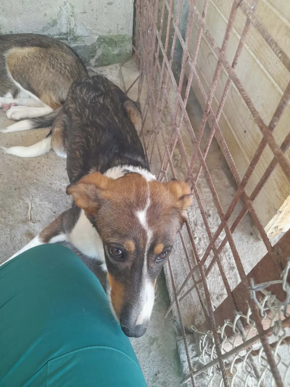 Bom Bom, female puppy Mixed Breed for adoption at Break the Chains for Dogs BG/UK