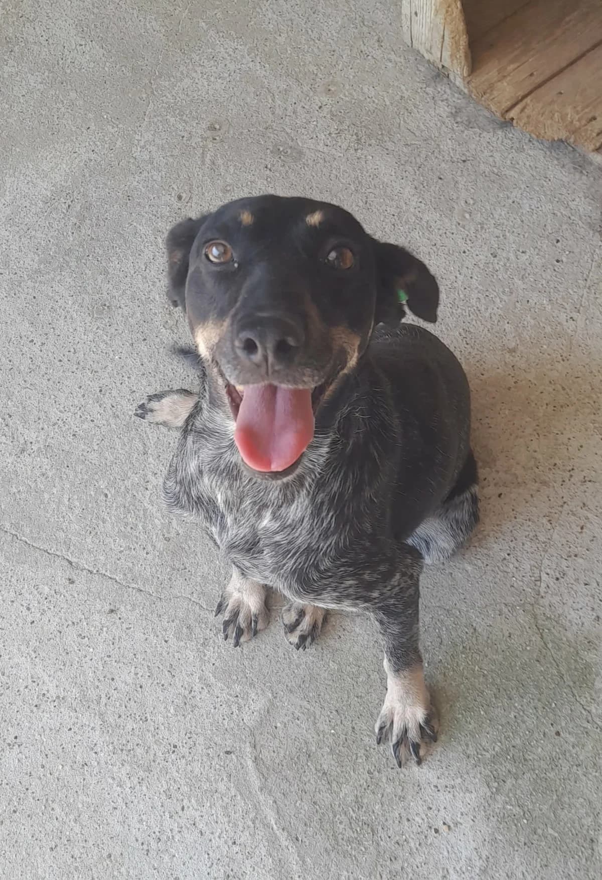 Bubbles, female Mixed Breed for adoption at Break the Chains for Dogs BG/UK