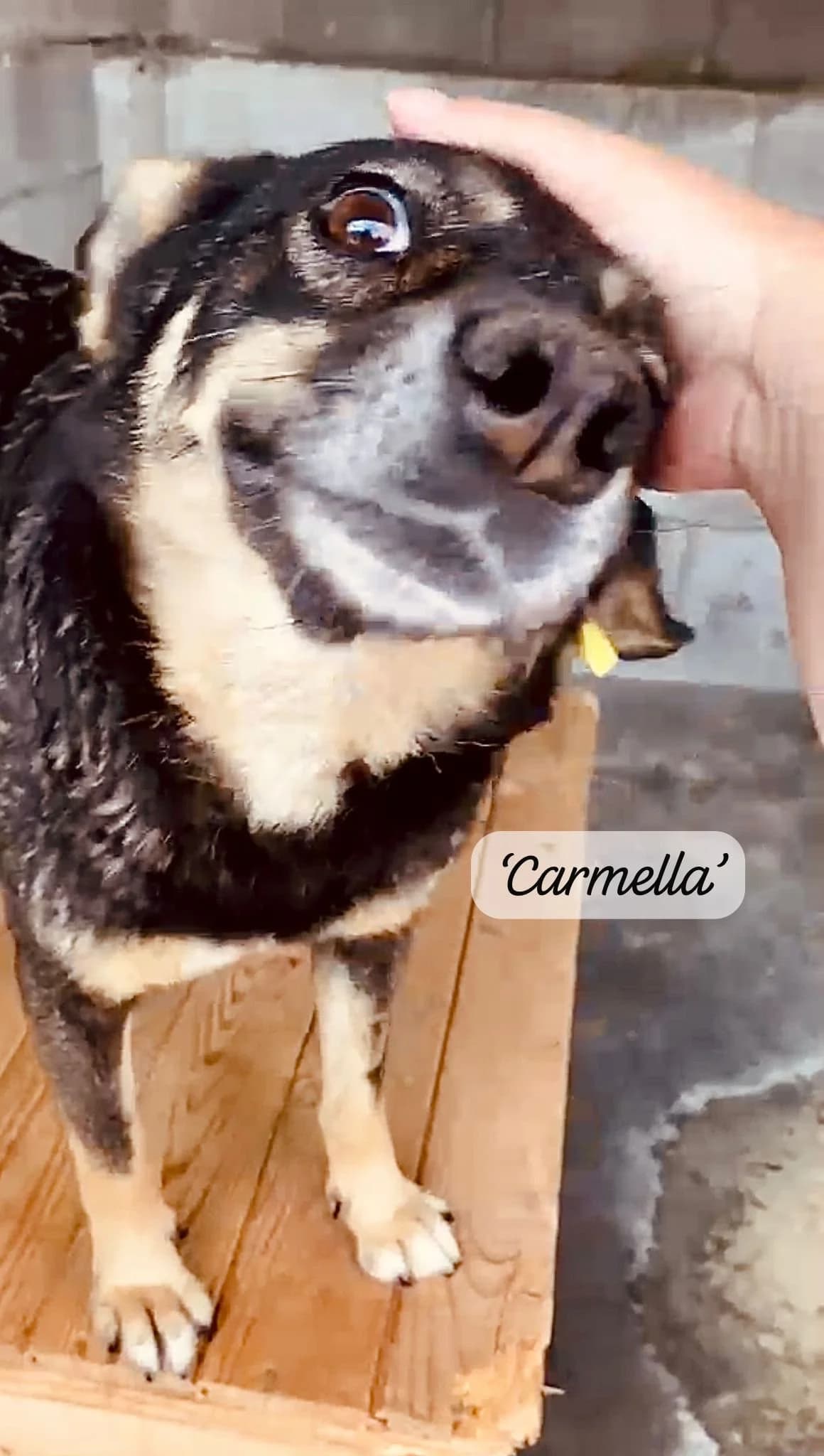Carmella, female puppy Mixed Breed for adoption at Break the Chains for Dogs BG/UK